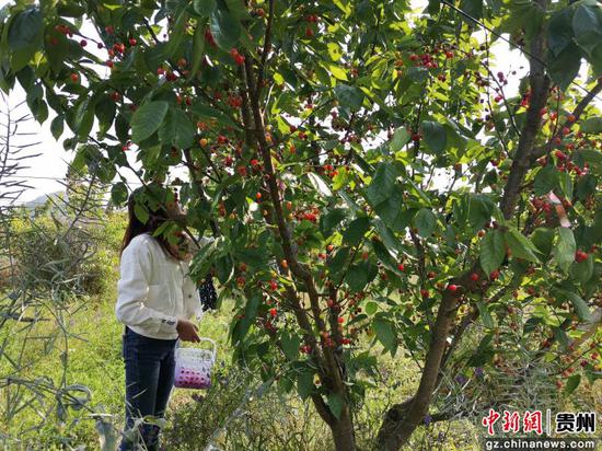 贵州贞丰:樱桃抢鲜上市 体验式采摘助推乡村旅游发展