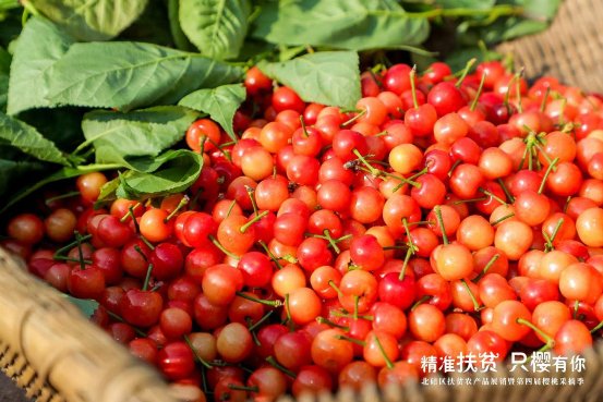 摘樱桃、买土货、吃豆花,小华蓥村、偏岩古镇一日游!
