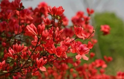 第十二届长沙(浏阳)大围山杜鹃花节正式启幕|活动预告