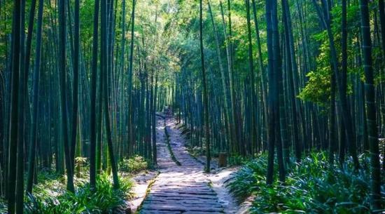宜宾蜀南竹海。(景区供图)