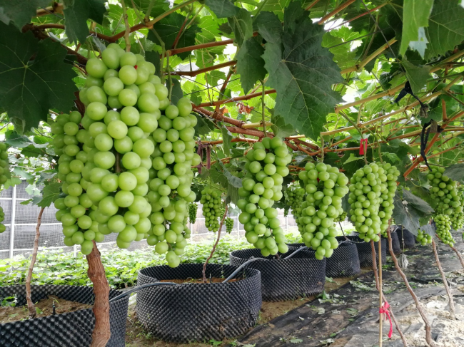 三润集团百万斤阳光玫瑰葡萄成熟,线上+线下全渠道送上葡萄盛宴