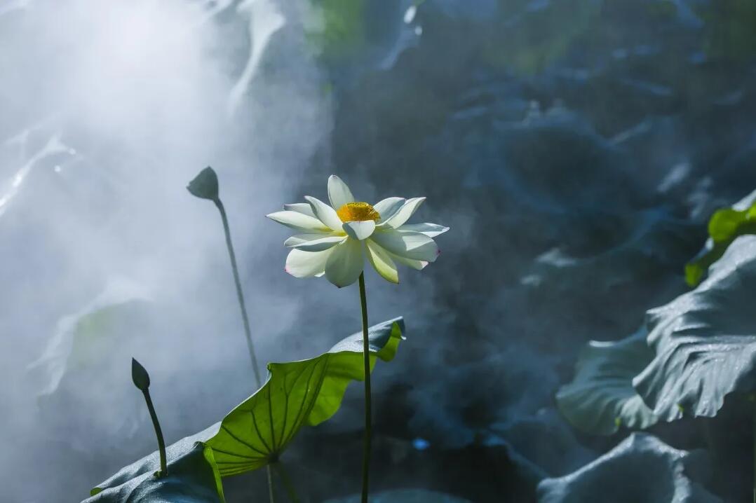 又一年，荷花盛开！—天府云端小城